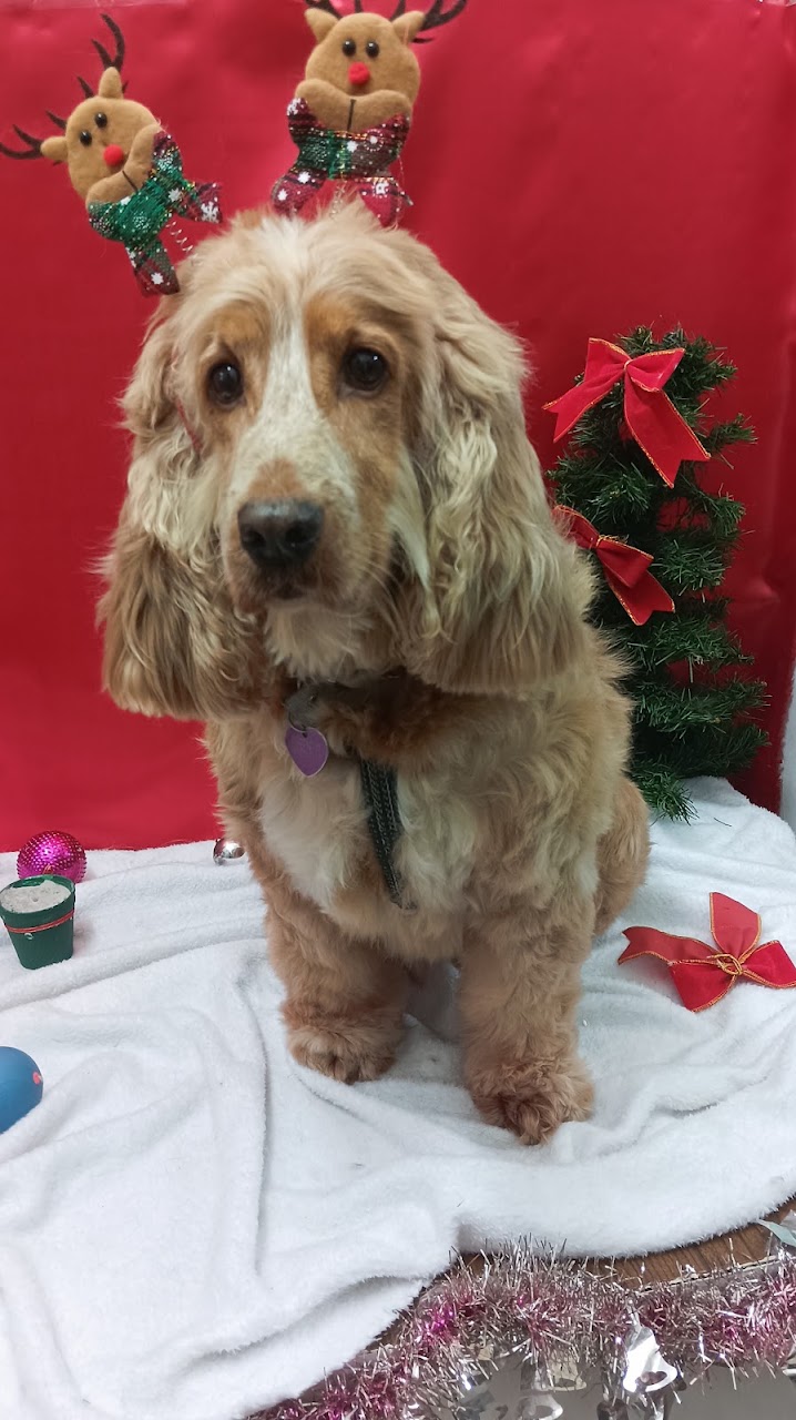 Perro Golden Doodle de pelaje canela esponjoso tras una sesión completa de peluquería canina en Flor de Pelu