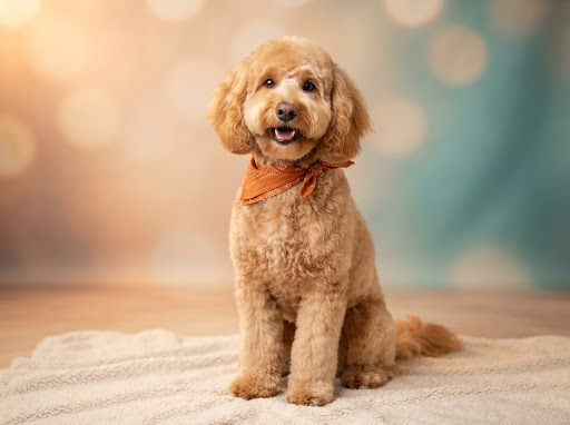 Golden Doodle corte fluffy con bandana naranja posando feliz en Flor de Pelu